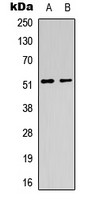 mAChR M1 antibody
