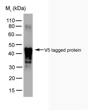 V5 tag antibody [SV5-Pk2]