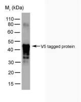 V5 tag antibody [SV5-Pk2]