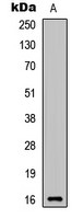 CYTL1 antibody