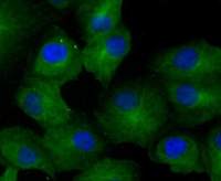 GCN2 antibody [ACAA-5]
