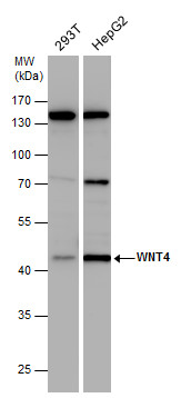 Wnt4 antibody
