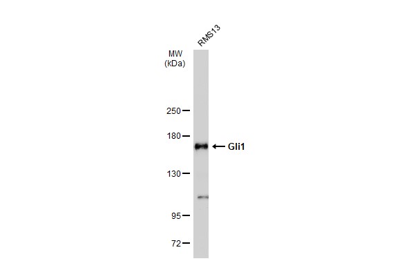Gli1 antibody