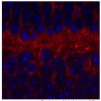 SYT9 antibody, Internal
