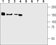 Neurexin 3 antibody