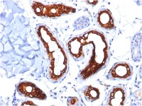 Cytokeratin 18 antibody [KRT18/834]