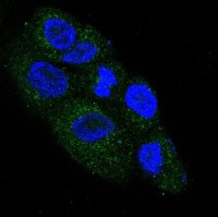 NGF antibody [BDE-14]