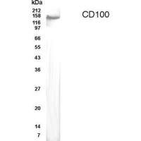 CD100 antibody