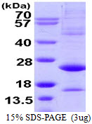 Human ATF3 protein