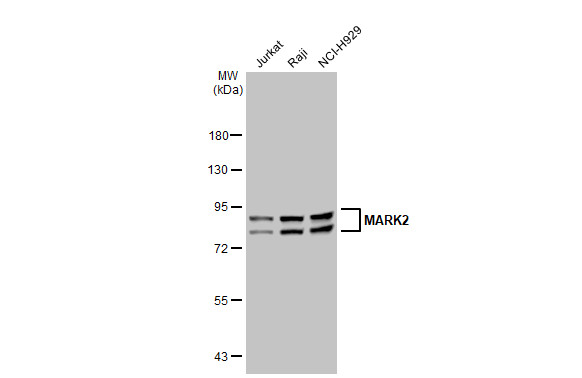 MARK2 antibody [GT1279]