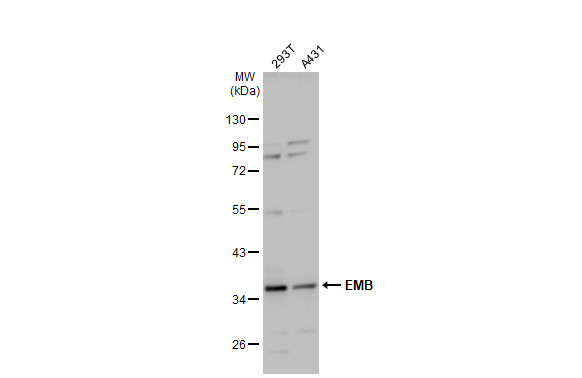 EMB antibody [N3C3]