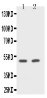 CD2 antibody