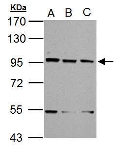 XAB2 antibody [N1N2], N-term