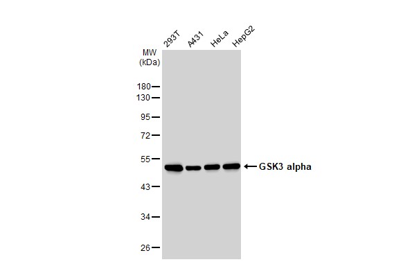 GSK3 alpha antibody [GT1264]