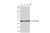 GSK3 alpha antibody [GT1264]