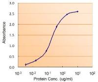 FOXO4 antibody, Internal
