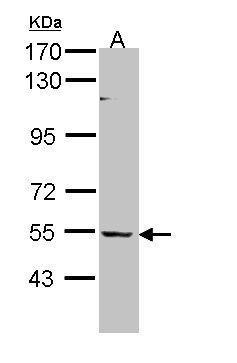 BAIAP2L1 antibody [N1C1]