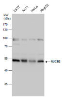NUCB2 antibody