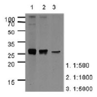 Apolipoprotein A1 antibody [AT1E12]