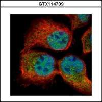 RBM3 antibody