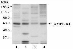AMPK alpha 1 antibody
