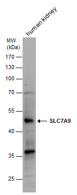 SLC7A9 antibody