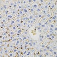 GABA Transporter 1 / GAT1 antibody