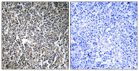 MPRIP antibody