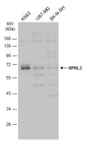 NPRL3 antibody