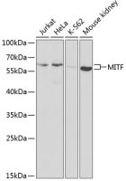 MITF antibody