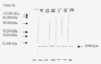 FGF2 antibody [F-74]产品图