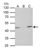 TUFM antibody [N3C3]