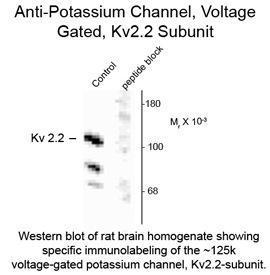 Kv2.2 antibody