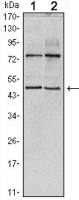 THAP11 antibody [3F3]