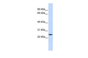 PRRG1 antibody, N-term