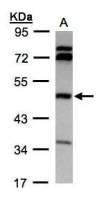 BHMT antibody