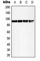 MSK1 (phospho Thr581) antibody