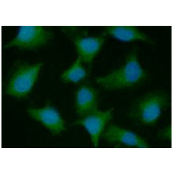 PSMD10 antibody [AT1F8]