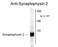 SYNPR antibody
