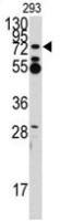ZFP219 antibody, N-term