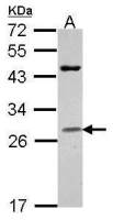Granzyme H antibody [N2C3]