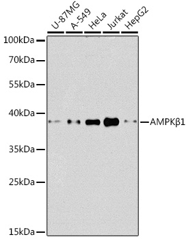 AMPK beta 1 antibody