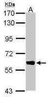 DYNC1LI1 antibody