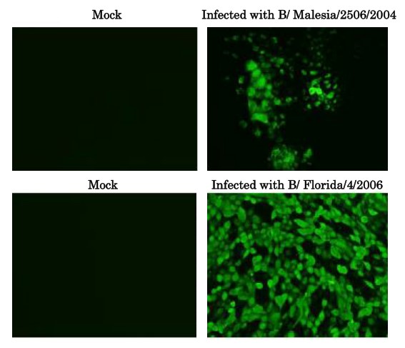 Influenza B virus Nucleoprotein antibody [8C8]