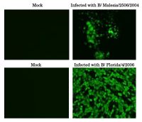 Influenza B virus Nucleoprotein antibody [8C8]