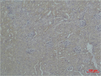 ZNF499 antibody