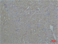 ZNF499 antibody