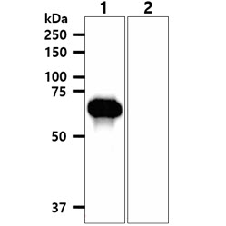 EphA2 antibody [AT66G9]