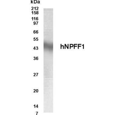 NPFF1 antibody