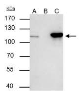 NUP107 antibody